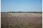 Property photo 20 - 641 Acres Offered in 16 Tracts - 545 Cropland Acres
